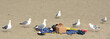 Seagulls stealing food on the beach of surfer paradise