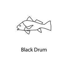 Black Drum Icon. Element Of Marine Life For Mobile Concept And Web Apps. Thin Line Black Drum Icon Can Be Used For Web And Mobile. Premium Icon