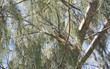Beautiful typical bird of australia posing on tree