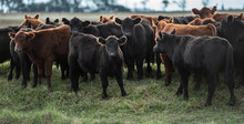 Herd Of Young Cows