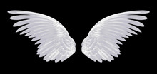 White Wings Isolated On Black Background