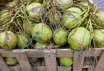 Coconuts in a crate