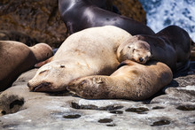 Group Of California Seal Lions Sunbathing On The Rocky Coastline Of La Jolla Cove California