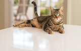 Fototapeta Koty - Relaxed domestic cat at home, indoor