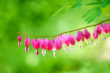Pink Bleeding Heart Flower In Spring Garden.(Lamprocapnos Spectabilis). Selective Focus.