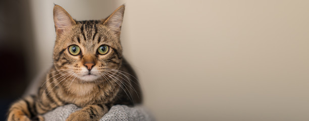 relaxed domestic cat at home, indoor