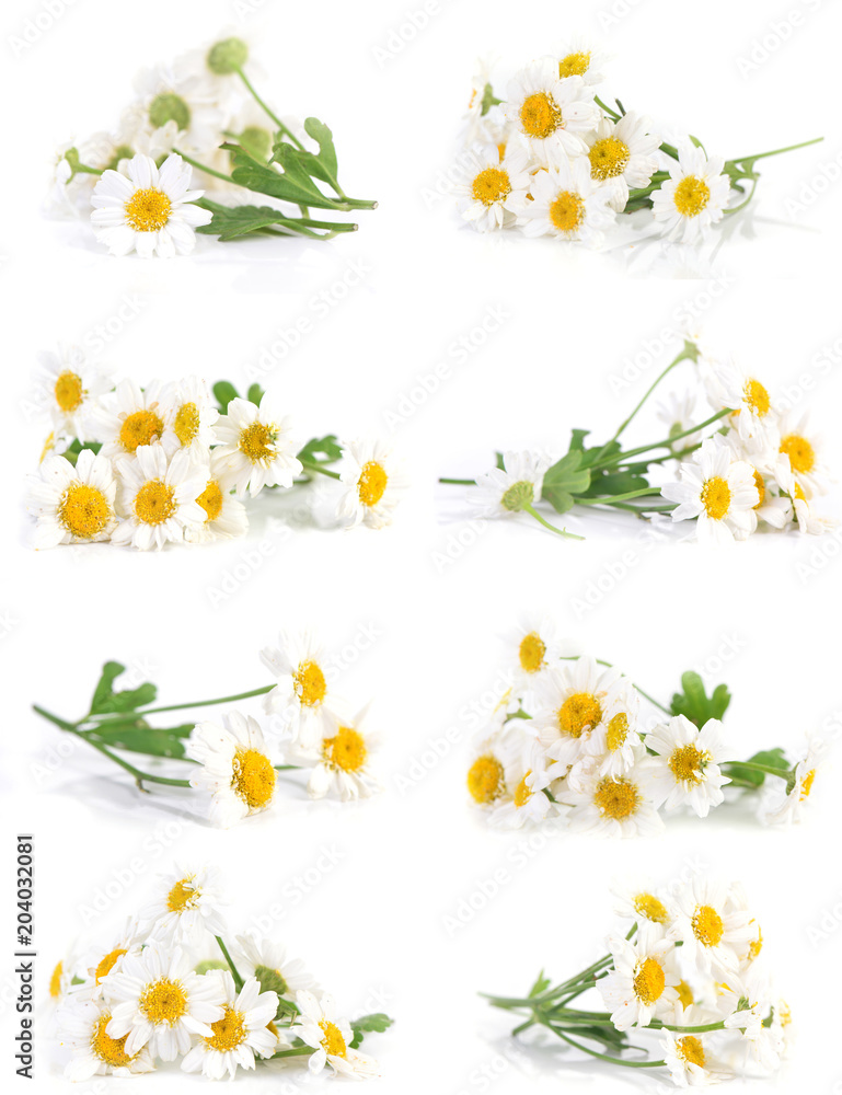  Flower camomile - obrazy, fototapety, plakaty 