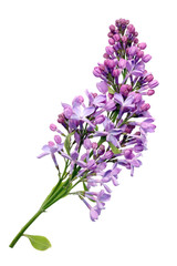 flowers of light purple real lilac on small branch.