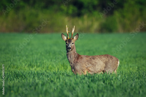 Fotomural European roe deer. Roe deer in Summer landscape