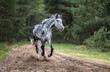 Grey horse running free in a forest