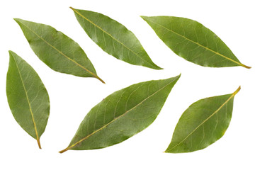 Laurel leaves isolated on white background