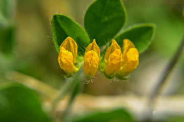 Closeup little yellow spring flowers in the grass green field 