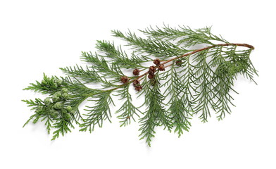 pine branch isolated on white background