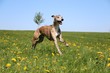beautiful brindle whippet is running ona field with dandelions