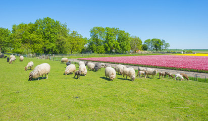 Herd of sheep in a green meadow in sunlight in spring
