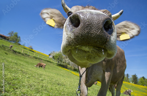 Kuh Allgau Lustig Witzig Skurril Fun Buy This Stock