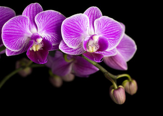  Beautiful pink orchid on a black background