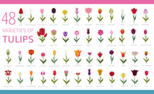 Tulip Varieties Flat Icon Set. Garden Flower And House Plants Infographic