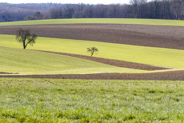 Wall Mural - idyllic agriculture scenery at early spring time