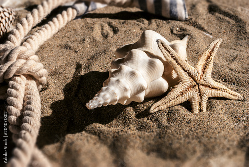 Fotografía Stella marina nella sabbia