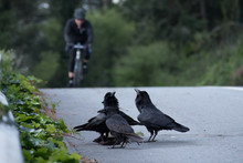 Crows Gathered Around Roadkill