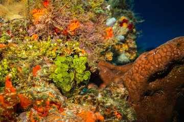 Wall Mural - Coral reef