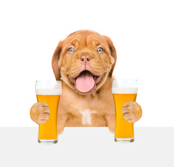 Leinwandbilder - Happy puppy with light beer peeking above white banner. isolated on white background