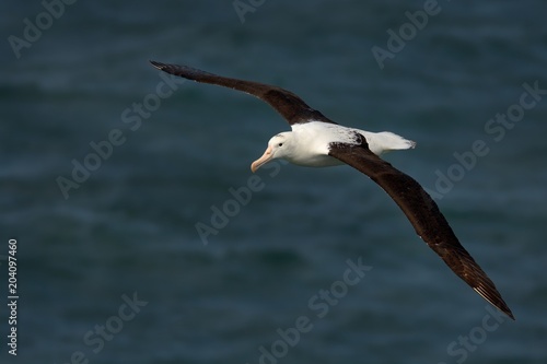 Fotografía Diomedea sanfordi - Northern Royal Albatros flying above the sea in New Zealand