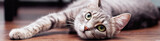 Fototapeta Koty - Gray fluffy cat is. The concept of pets. Banner for website.