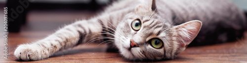 Gray fluffy cat is. The concept of pets. Banner for website. Poster Mural XXL