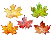 Yellow Maple Leaves. Autumn Leaves. Collection Of Colorful Maple Leaves. Watercolor Illustration. Plant Element For Design And Creativity.  Leaves Isolated On A White Background. 