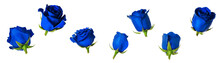 Set Of Seven Beautiful Blue Rose Flowerheads With Sepals Isolated On White Background.