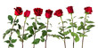 Beautiful vivid red roses on long stems with green leaves arranged standing in one row. Isolated on white background.