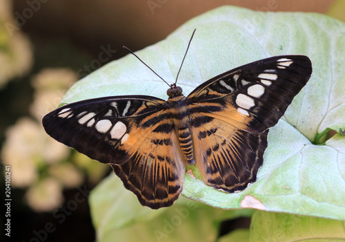 Fotografie, Obraz Тигровая бабочка (Parthenos Sylvia) крупным планом