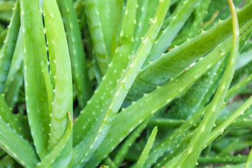 Aloe Vera Plant herbal medicine for skin care