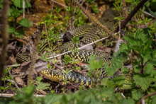Close Up Of Large Western Whip Snake