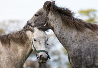 Wall Mural - Two Connemara Ponys in rural county Galway, Ireland