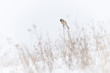 European goldfinch in search of seeds in an open field covered by snow. There was a lot of dry grass from where it can choose.