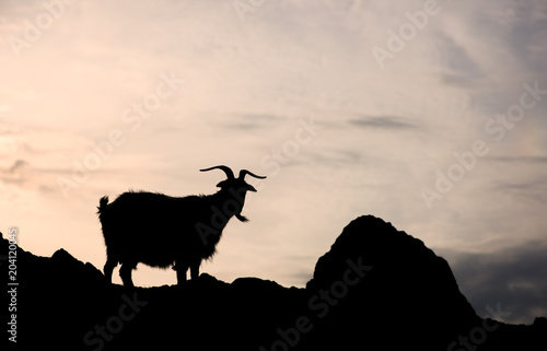 Silhouette of one single goat on a rock in orange sunset background Poster