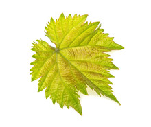 Green Vine Leaf On White Background