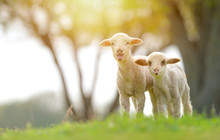Cute Lambs On Field In Spring