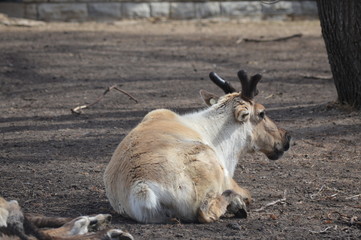 Wall Mural - Reindeer resting on the ground