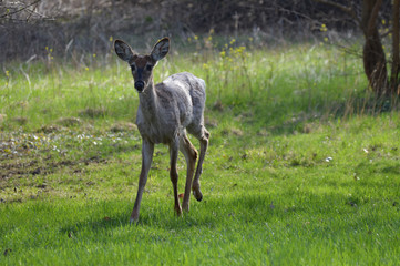 Sticker - White tailed deer