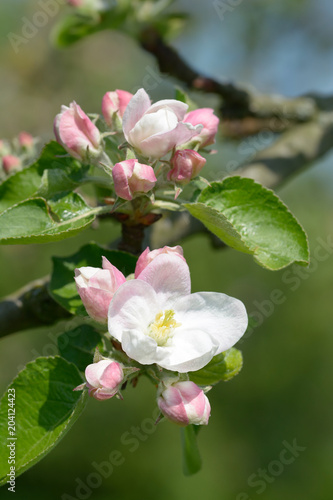 Dekoracja na wymiar  kwiat-jabloni-w-bergisches-land-w-kwiatowym-miescie-leichlingen-nadrenia-polnocna-westfalia-niemcy