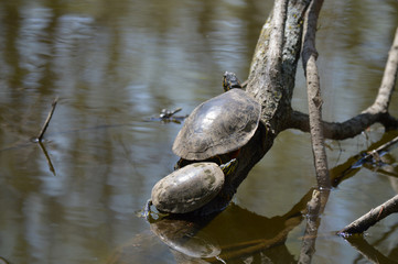 Wall Mural - Turtles on a branch in the water