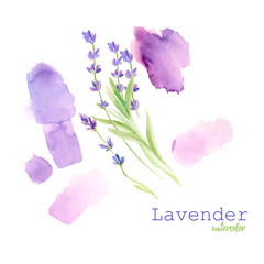 Watercolor hand drawn bunch of French lavender flowers. Isolated eco natural herbs illustration on white background for Valentine's Day, wedding, sales, invitations, movie posters, fabrics.