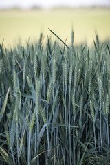 Wheat field 2