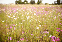 Spring Purple Wild Flower Field. Filled With Purple Flowers In Southern Florida In April.	