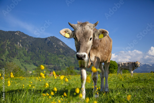 Kuh Allgau Lustig Schon Fruhling Grunten Niedlich