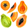 Watercolor illustration of papaya fruit set isolated on white background